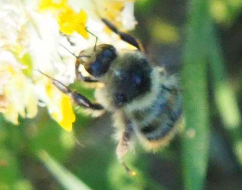 Bombus sylvarum